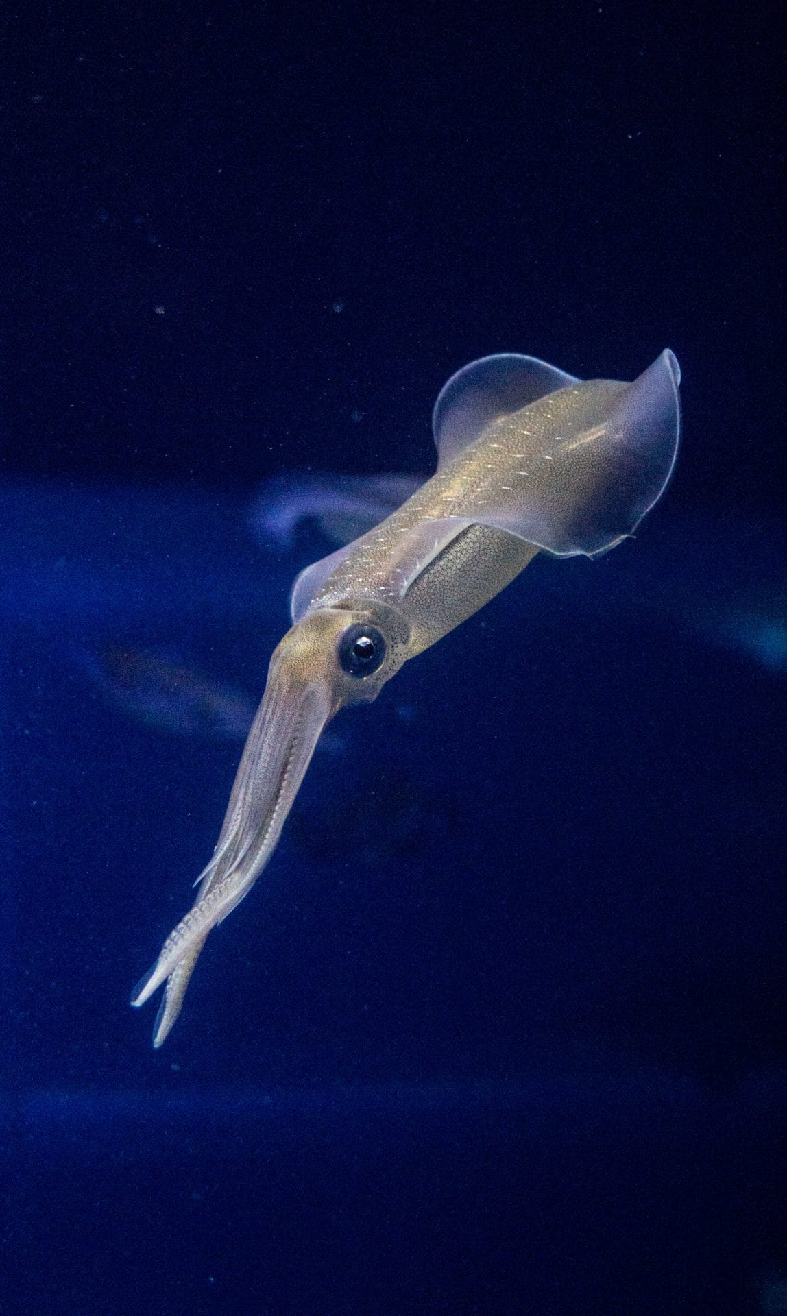 Squid