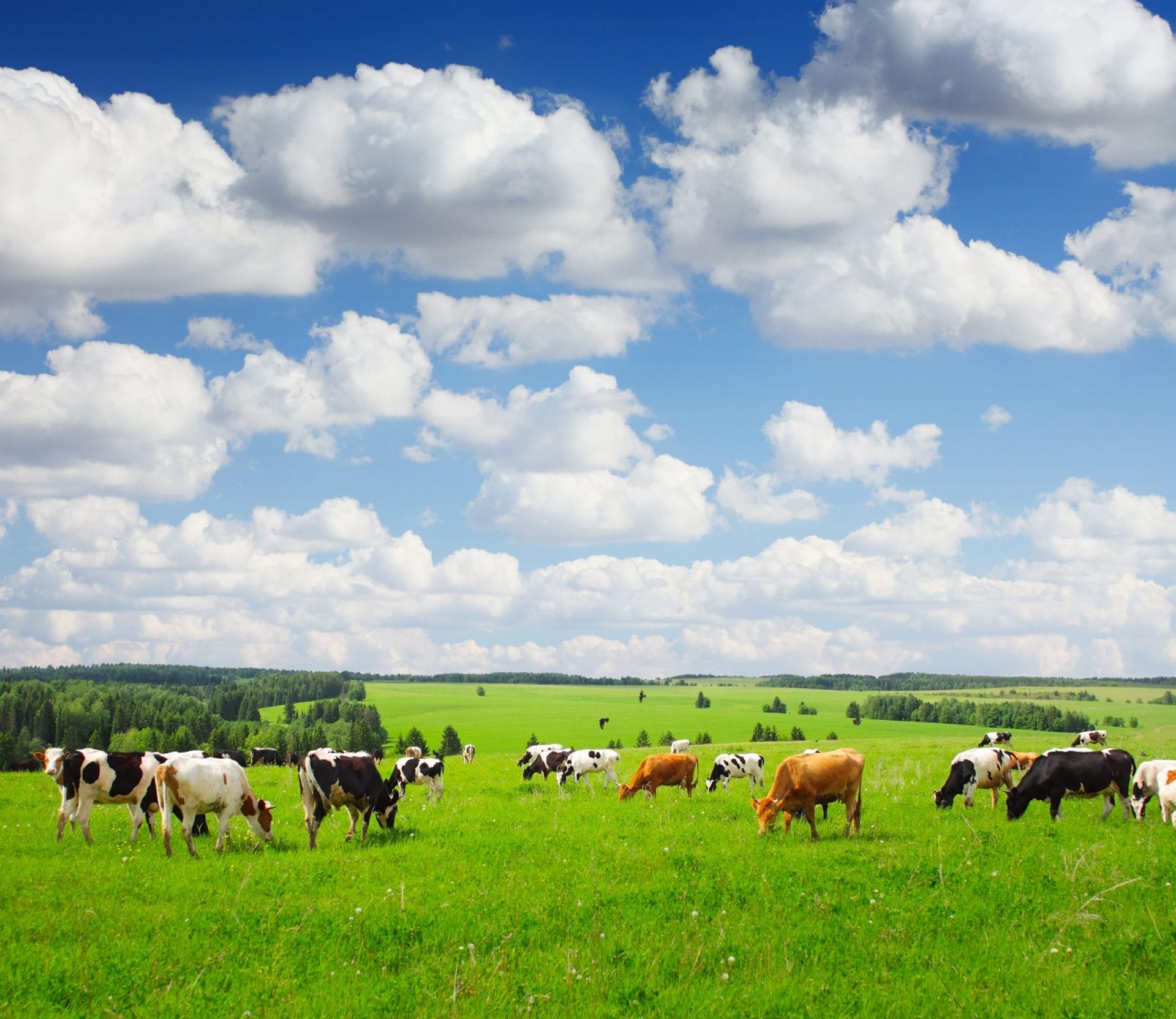Cows Grazing