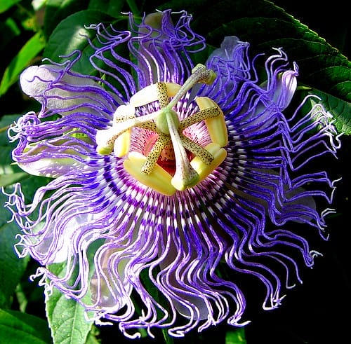 Passionflower