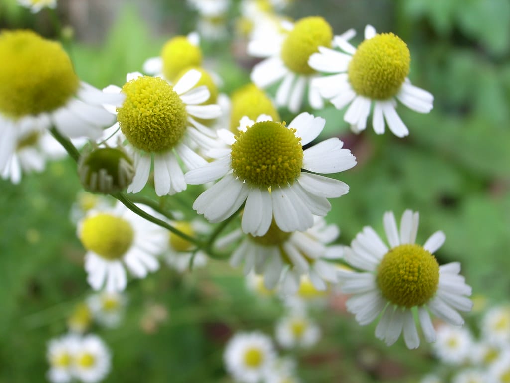 Chamomile