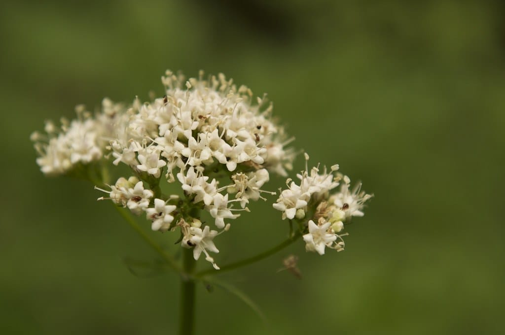 Valerian