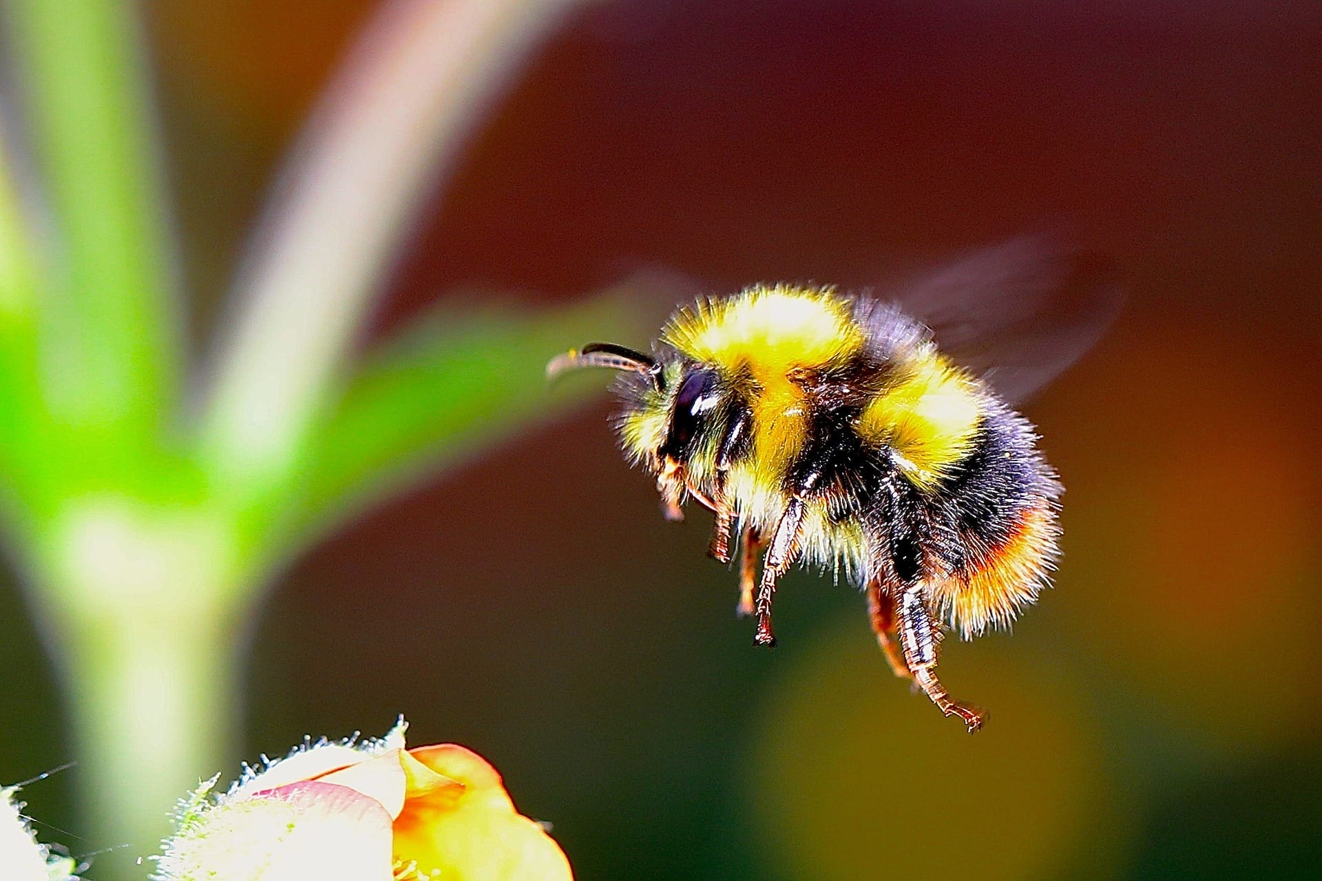 Bumblebee