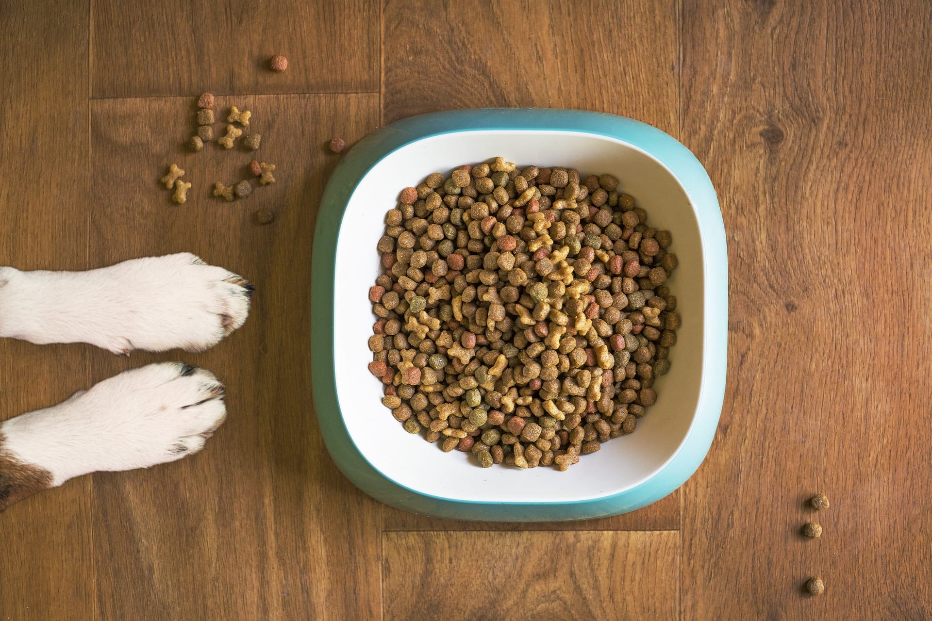 Dog Food