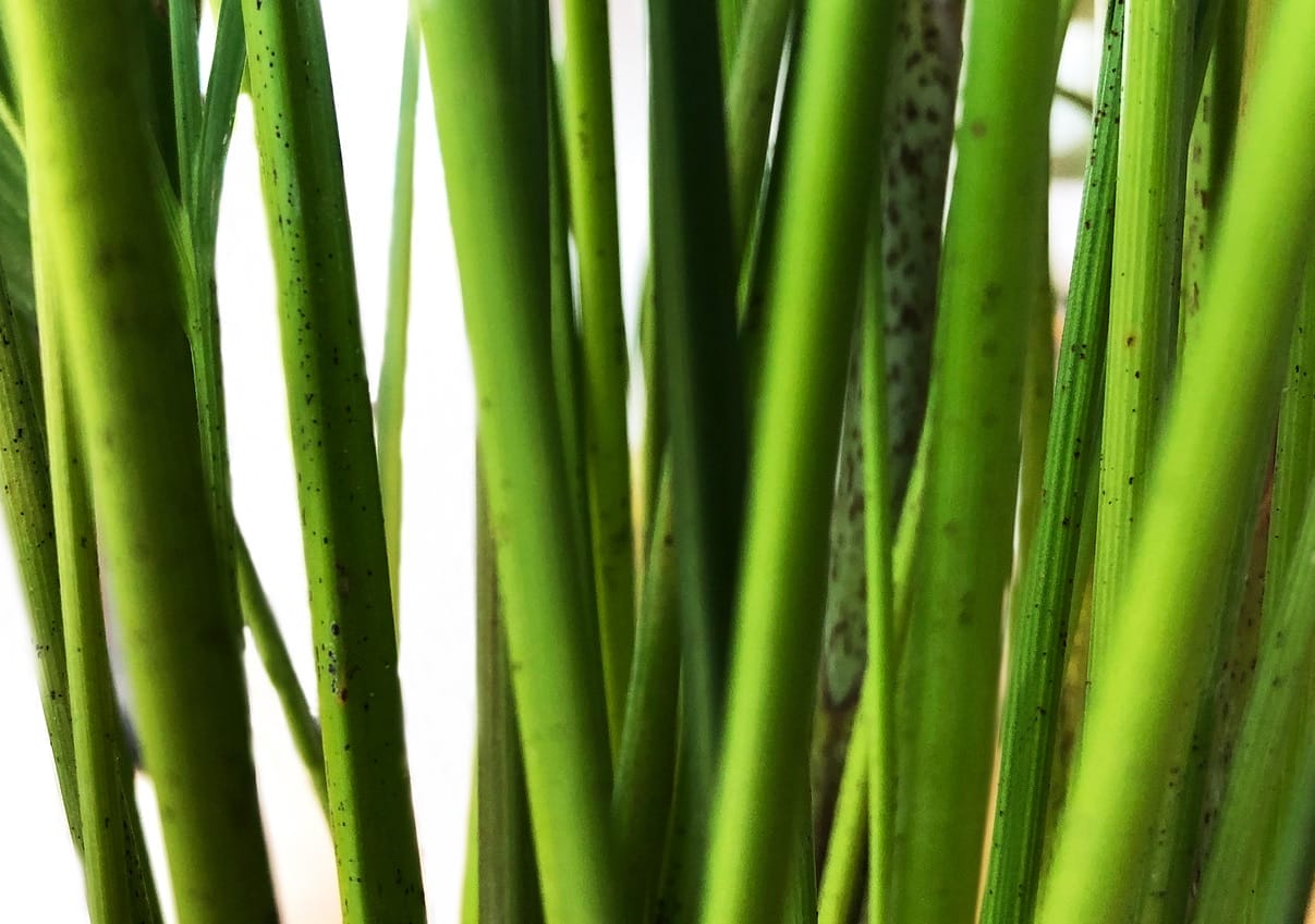 Plant stems