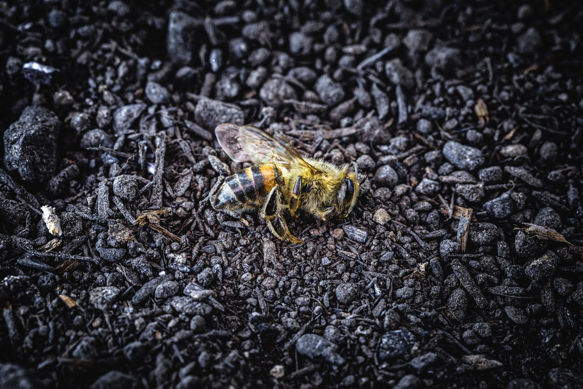 dead bee