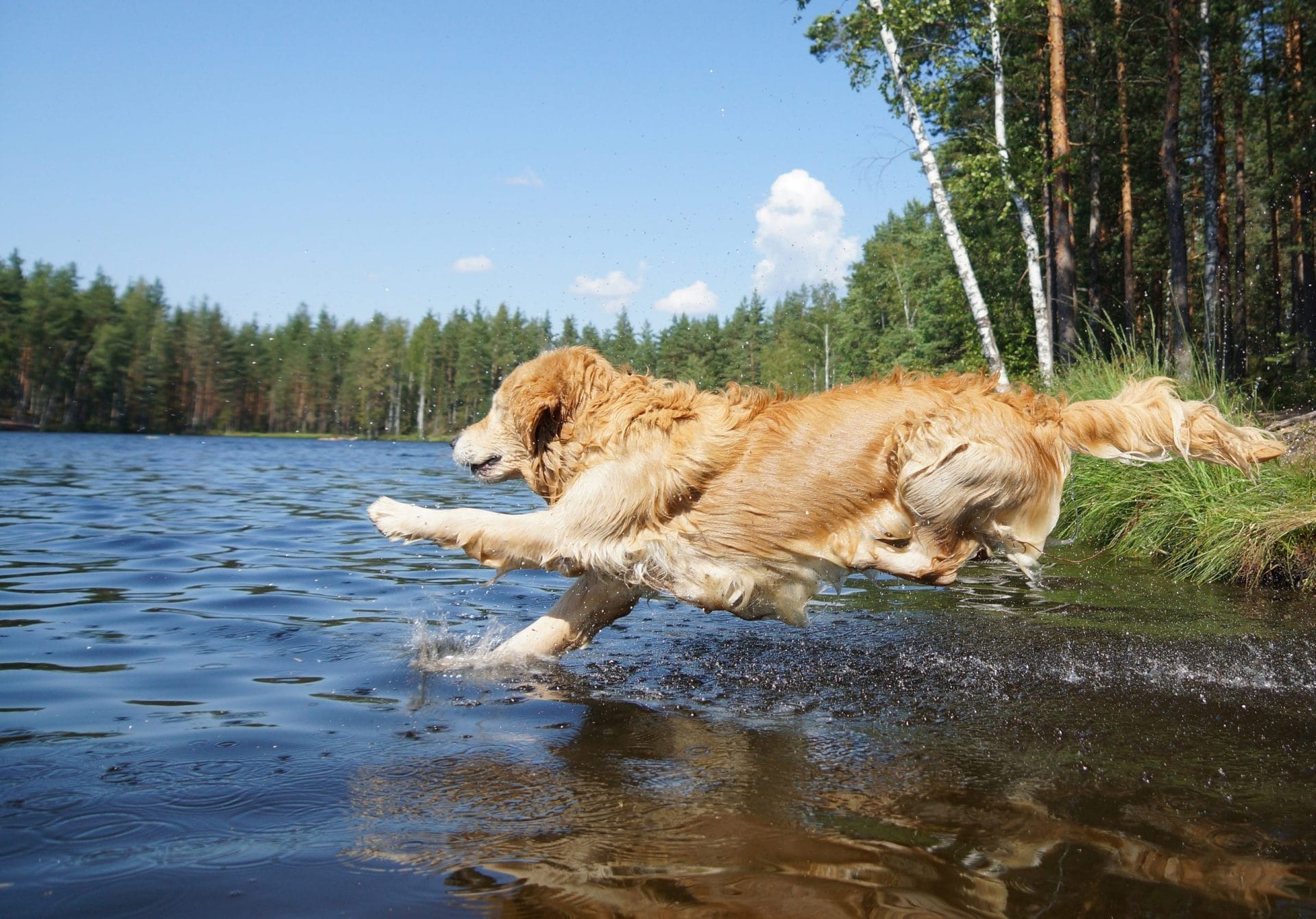 Dog