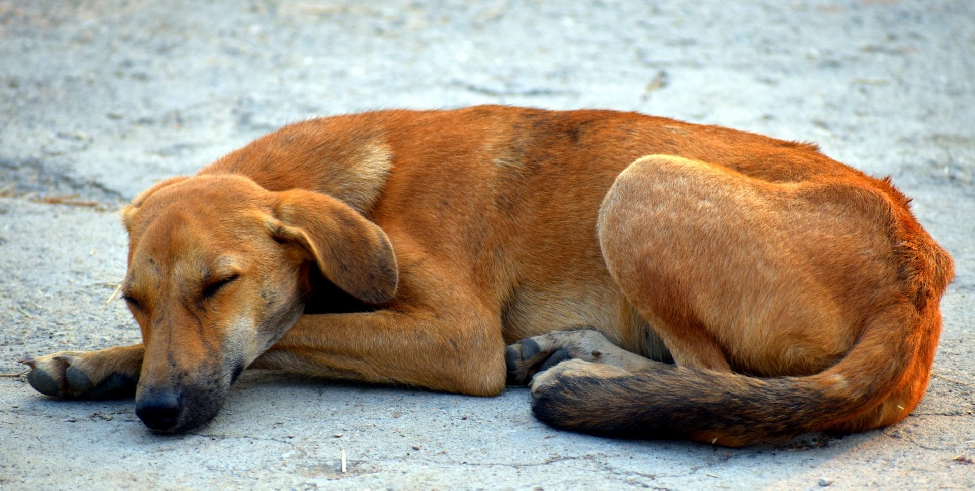Sad Dog
