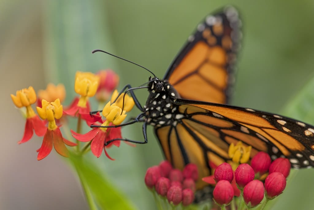 butterfly