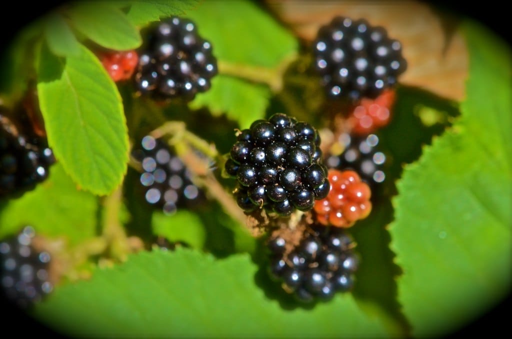berries