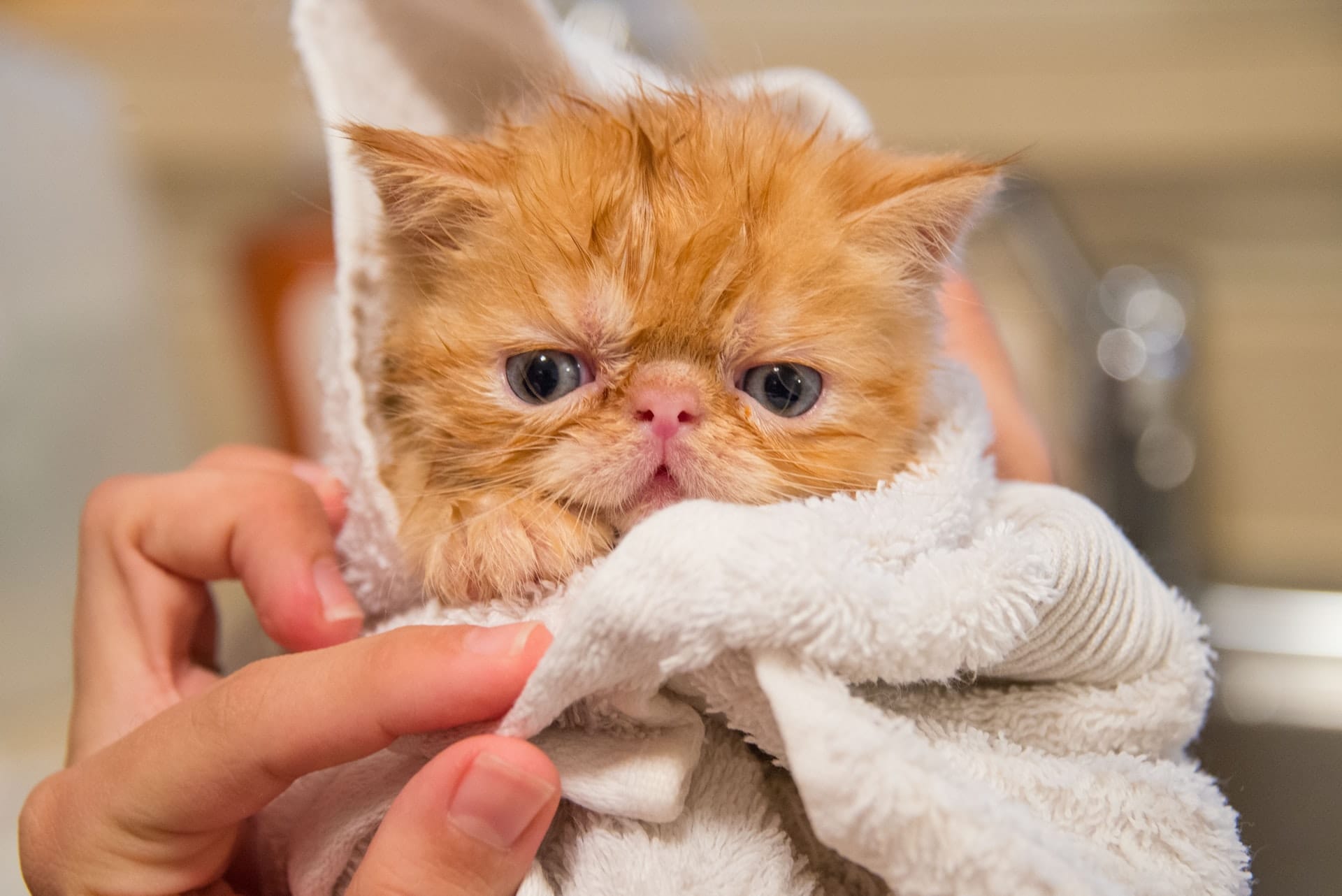 cat a bath