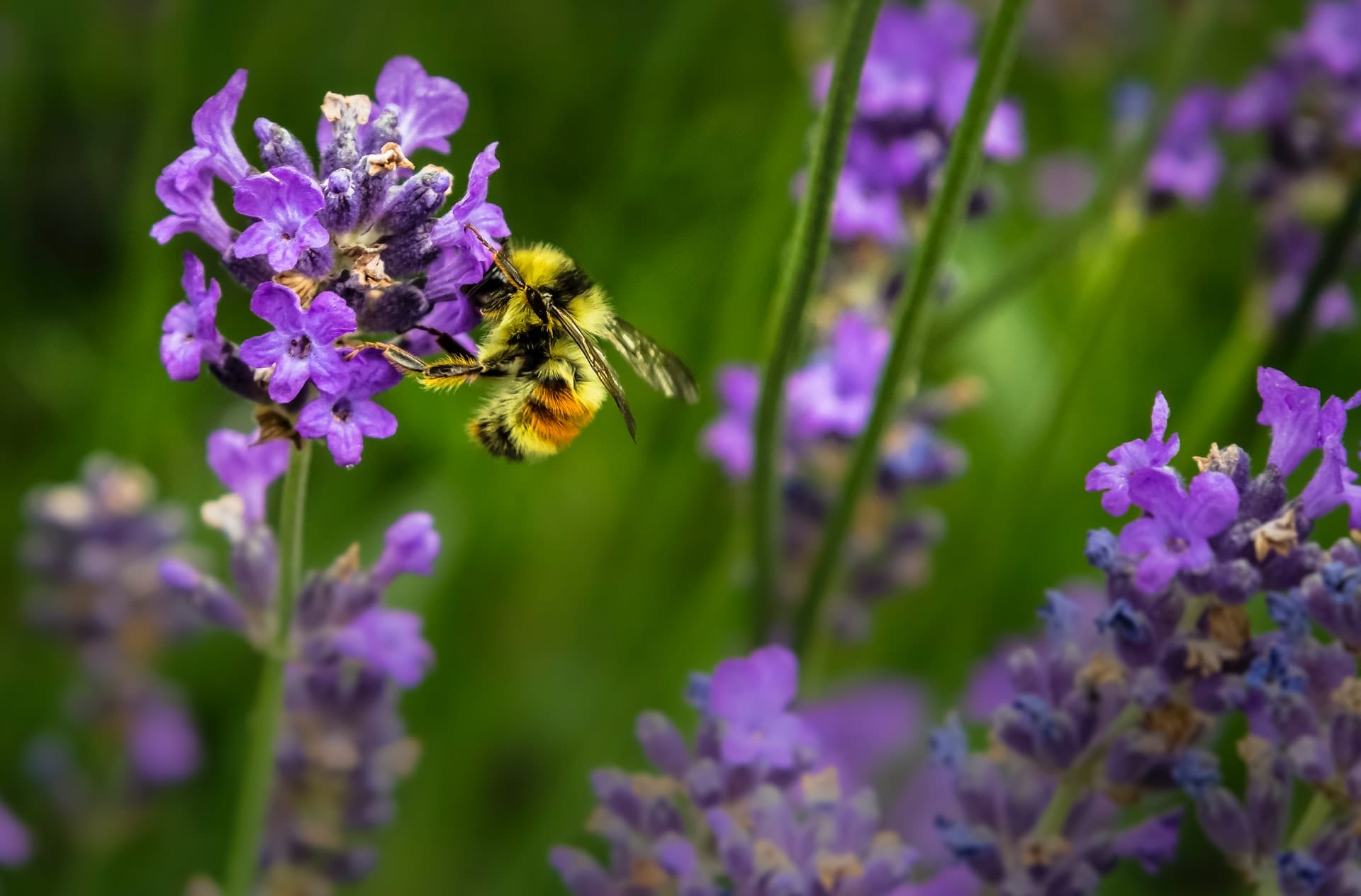 native bees