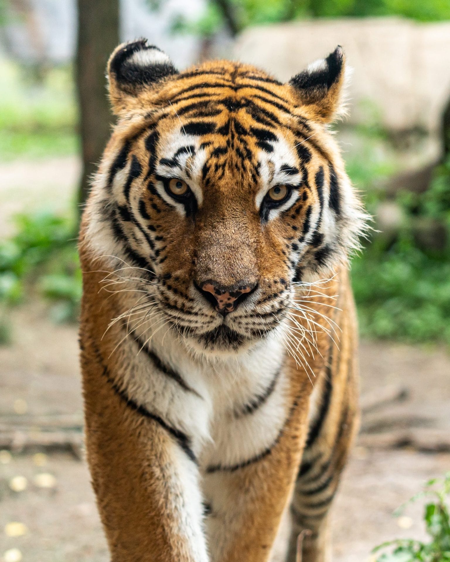 pet tiger
