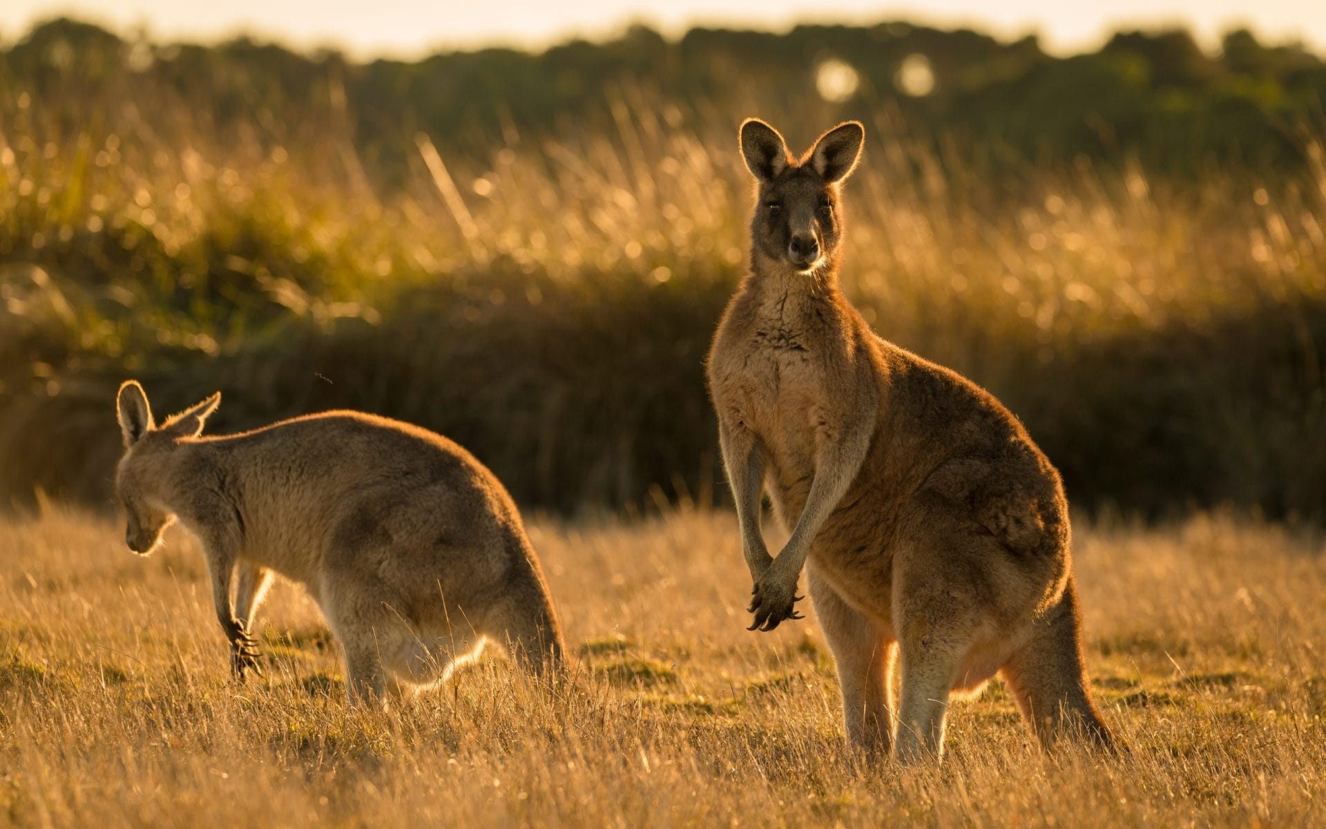 kangaroos