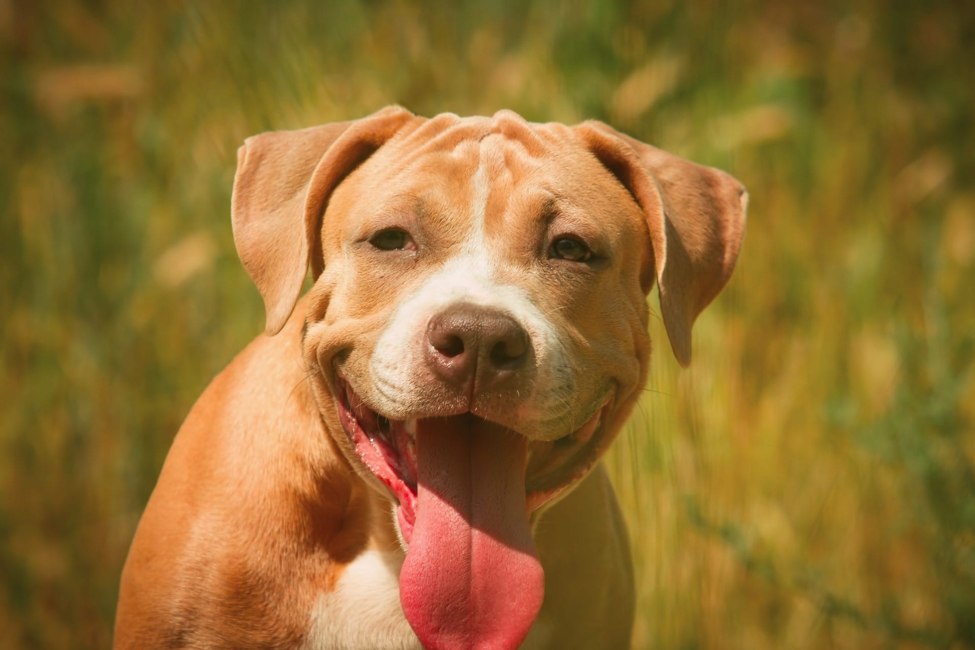 pit bull
