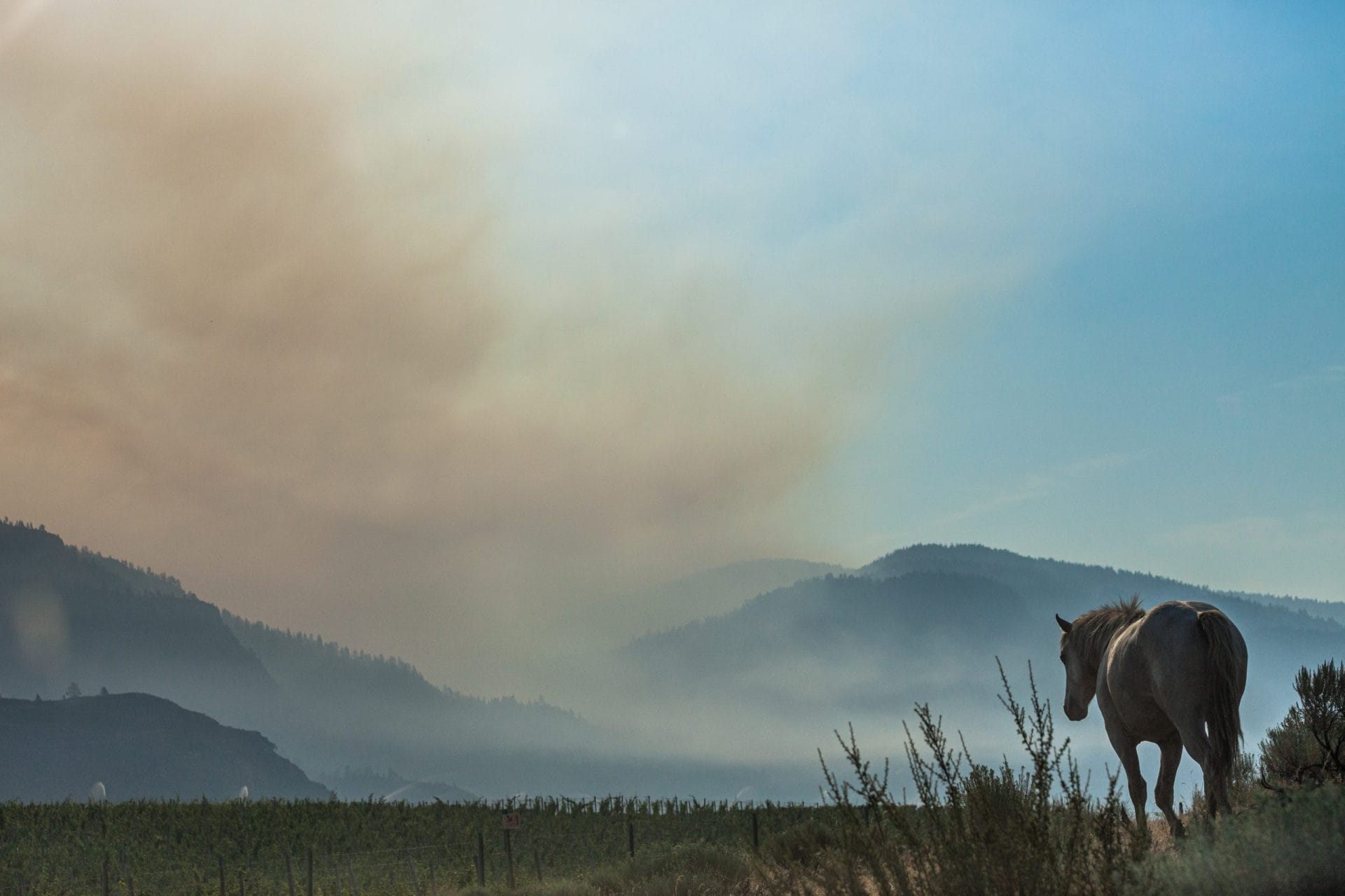 horse amidst wildfire