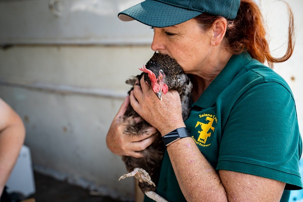 women saving chicken