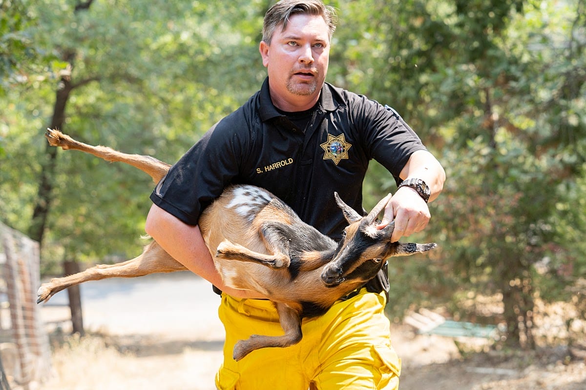 MAN RESCUING GOAT