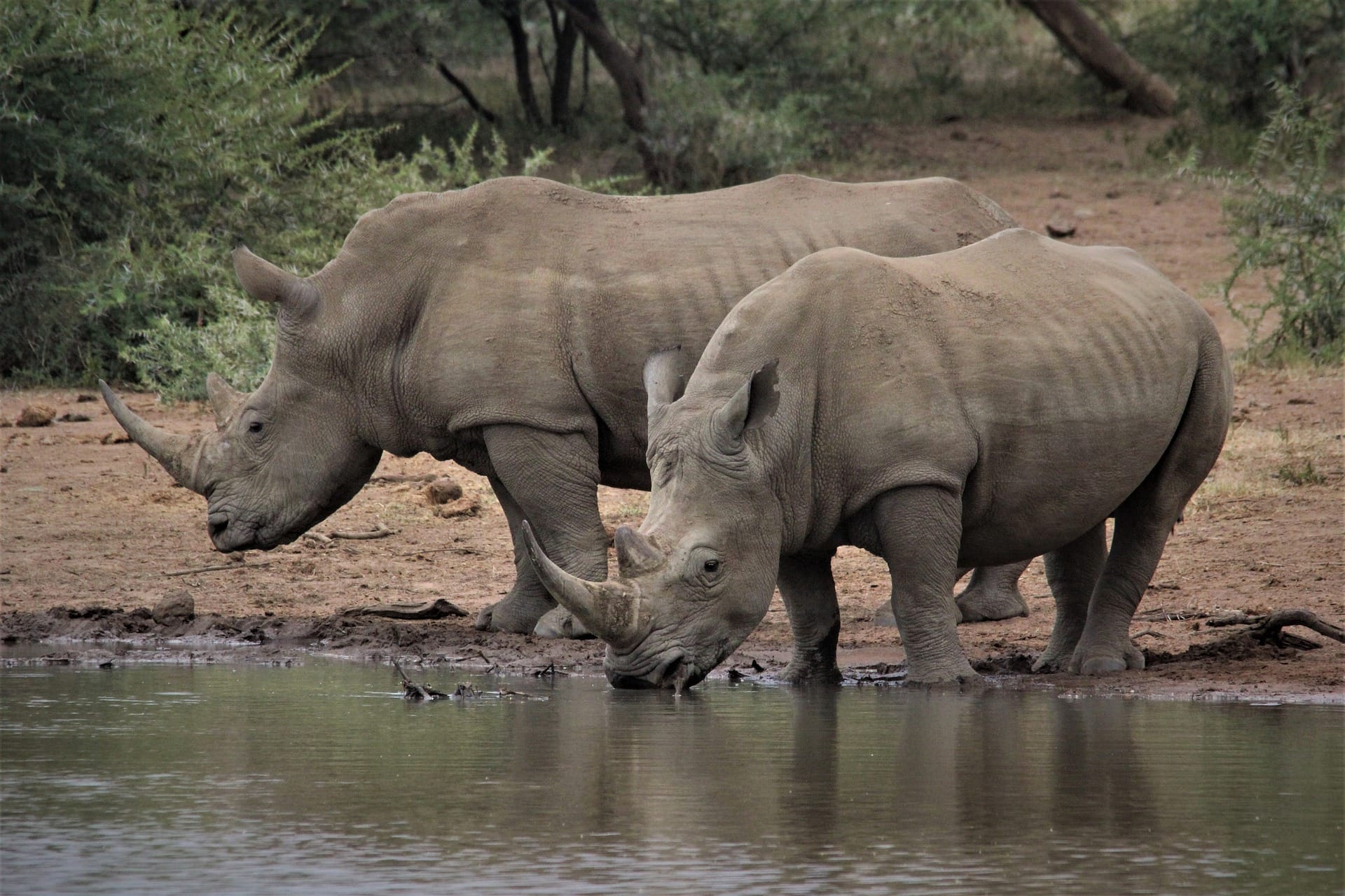 Rhinos