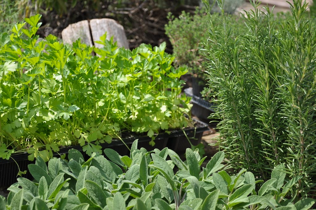 herbs growing in a garden
