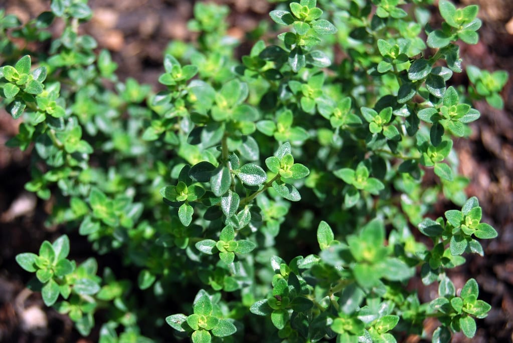 thyme