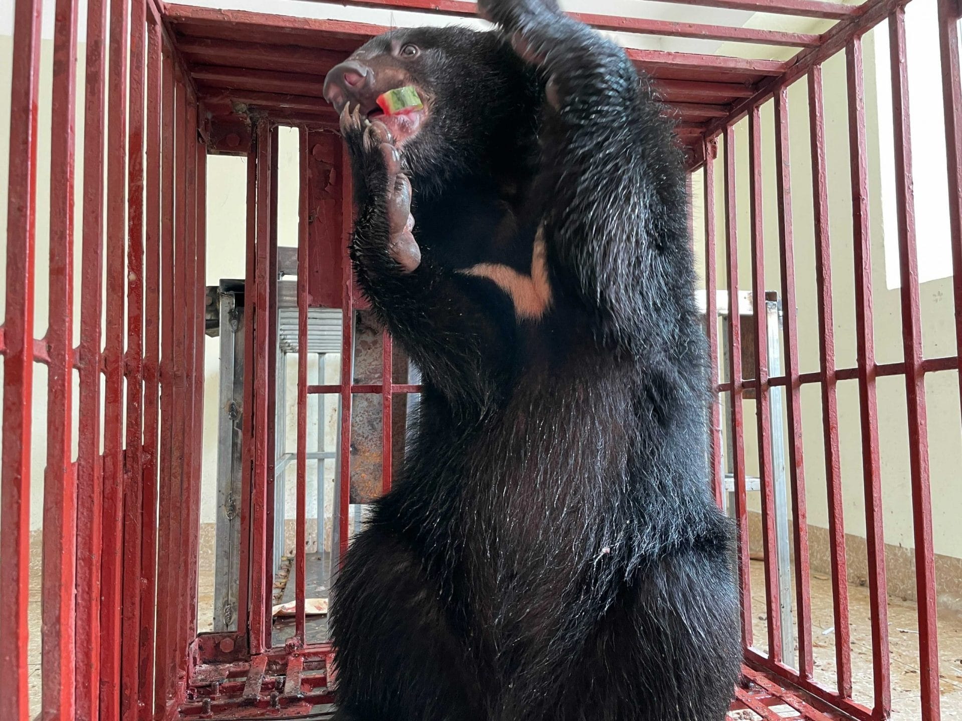 bear cub wonder