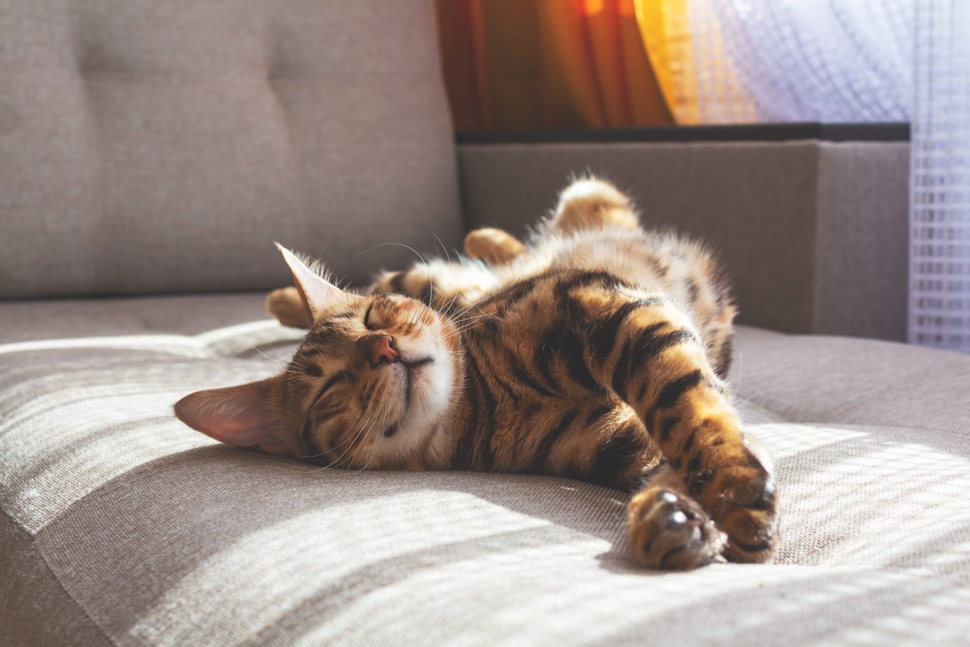 cat