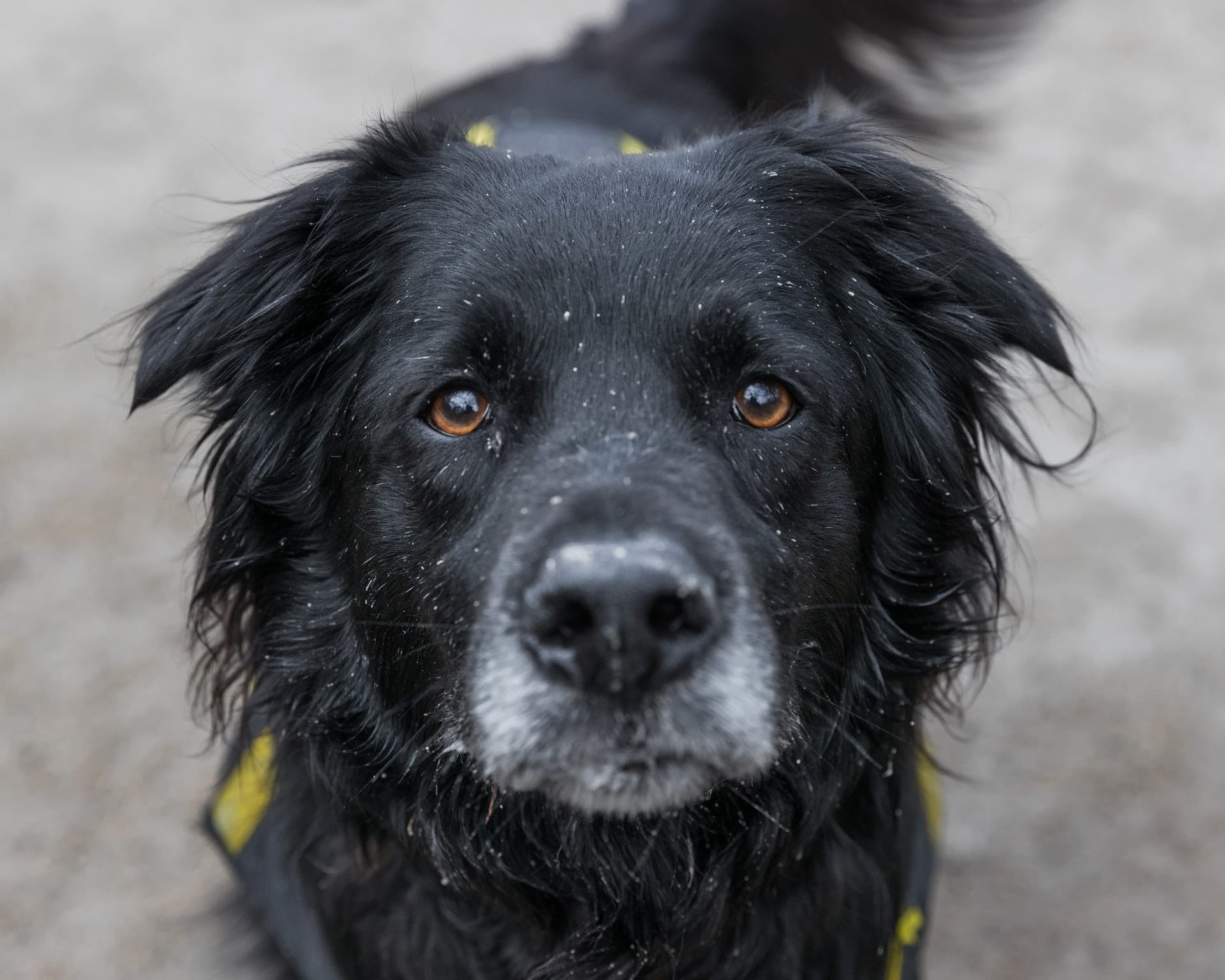 elderly dogs active