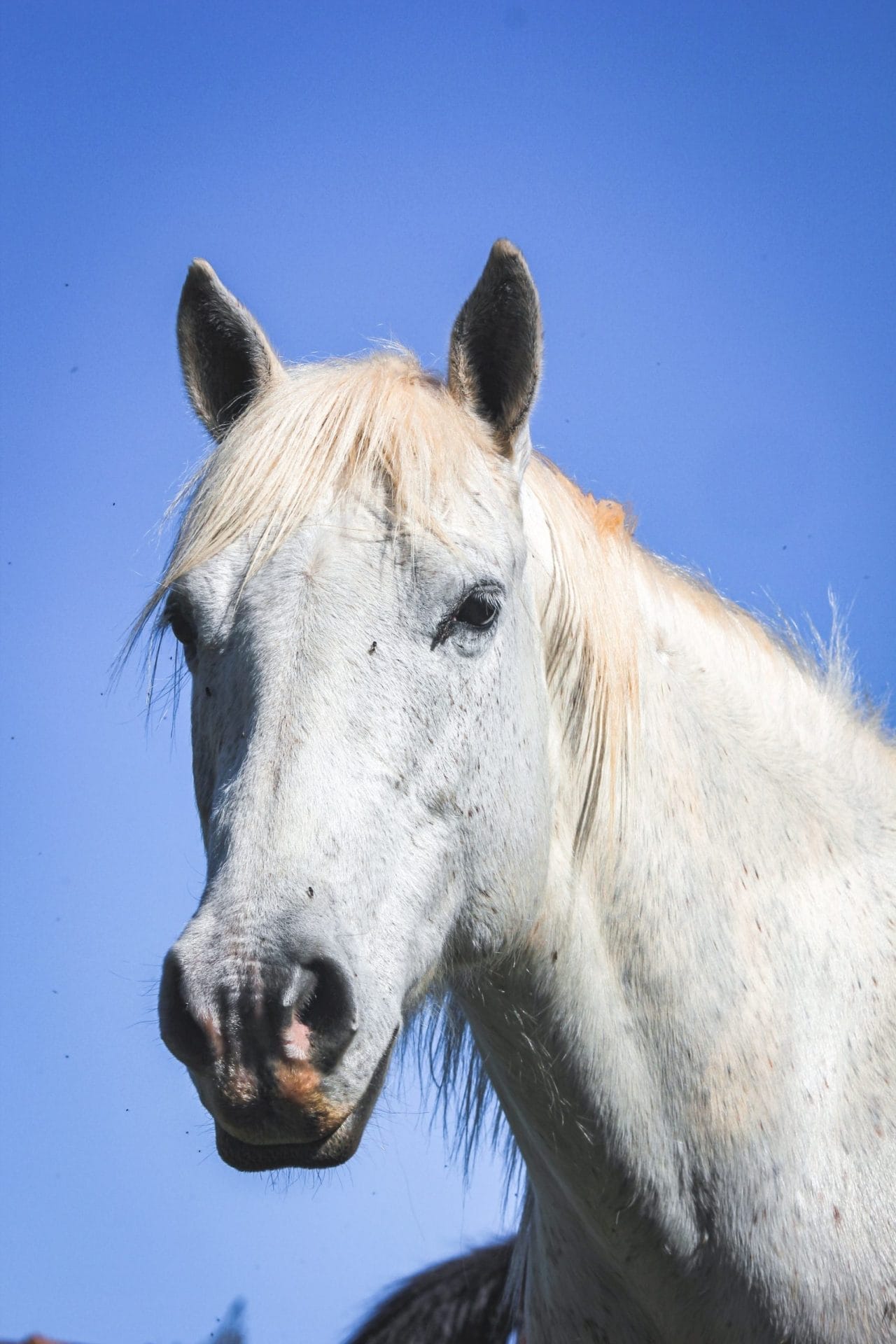 blind horse