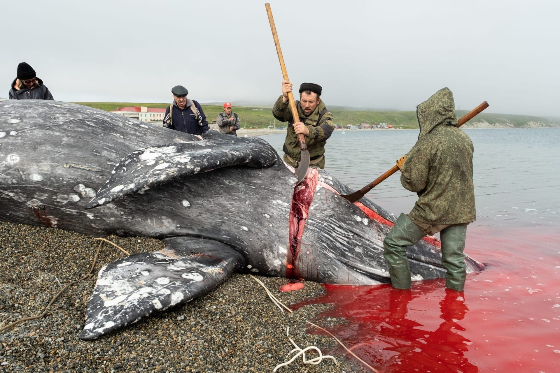 whale-slaughter-scaled