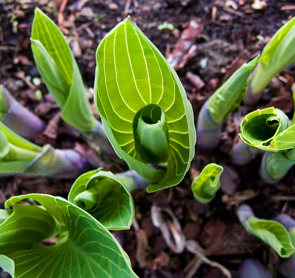 Hosta Shoots