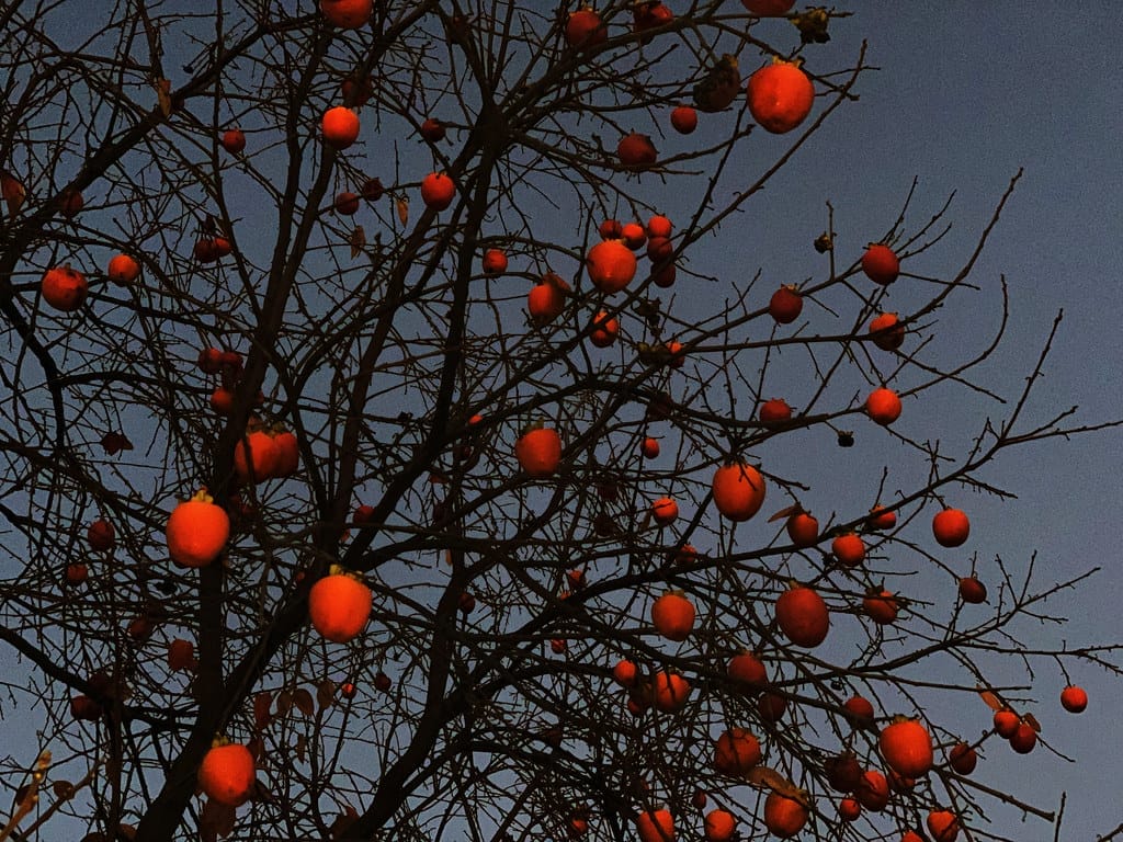 persimmons