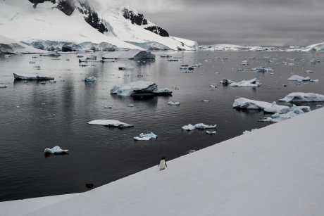 A single penquin stands on ice-covered land in Antarctica