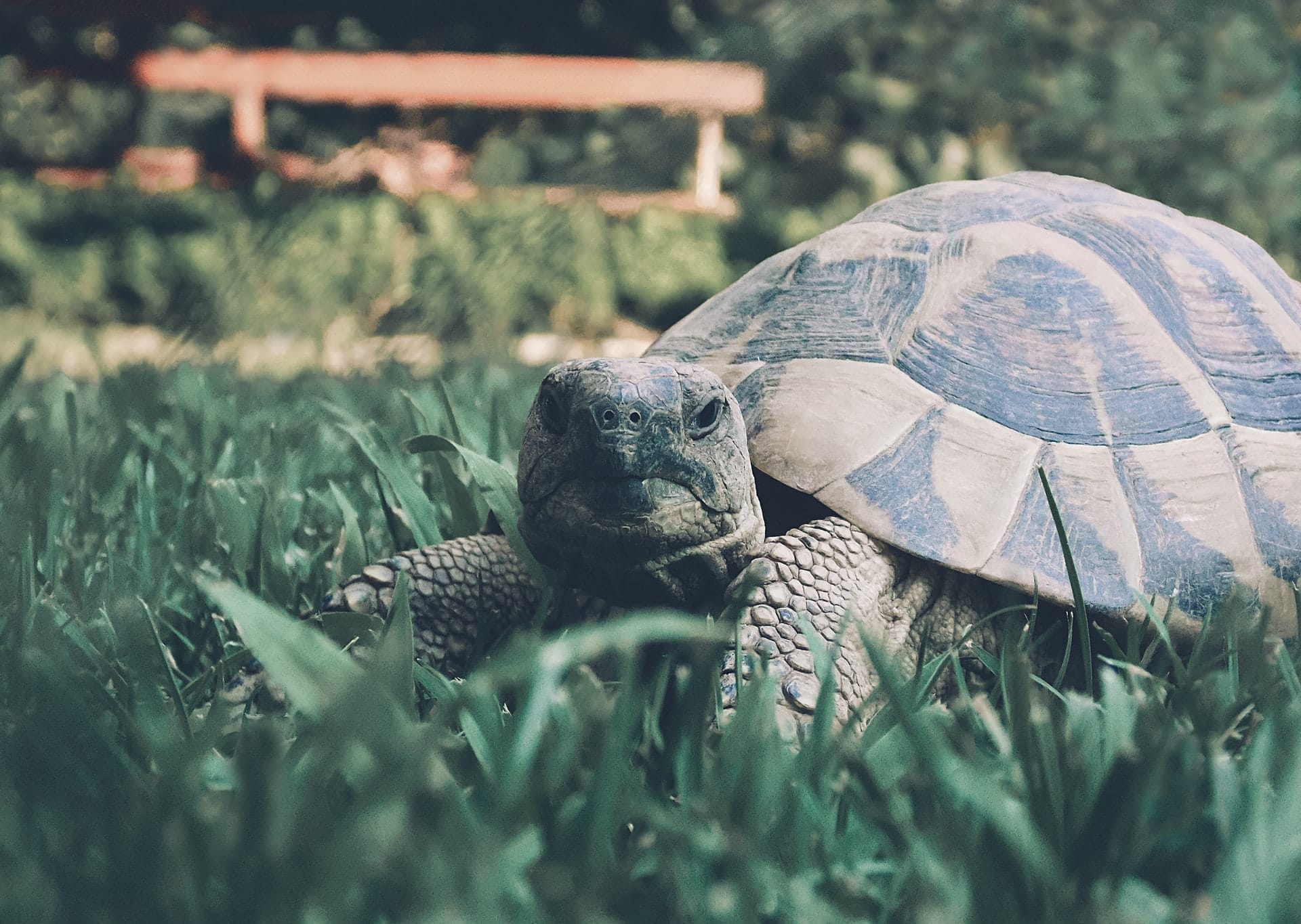 gopher tortoise
