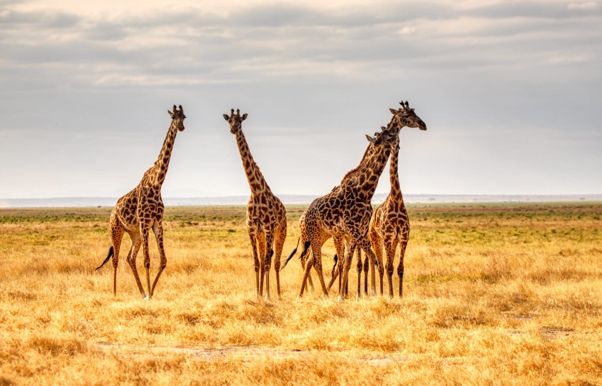 giraffes-scaled