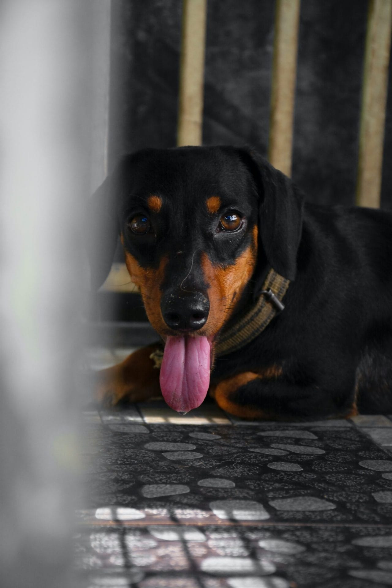 emotional support dog