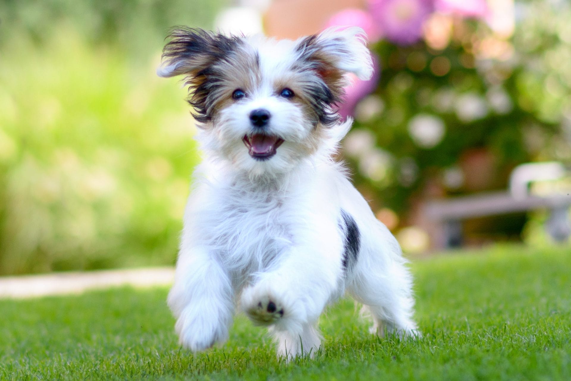 dog