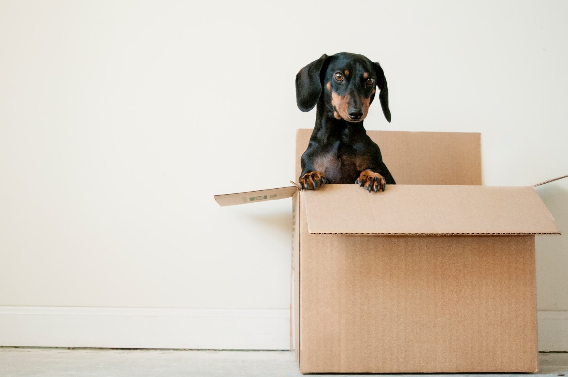 pets as gifts