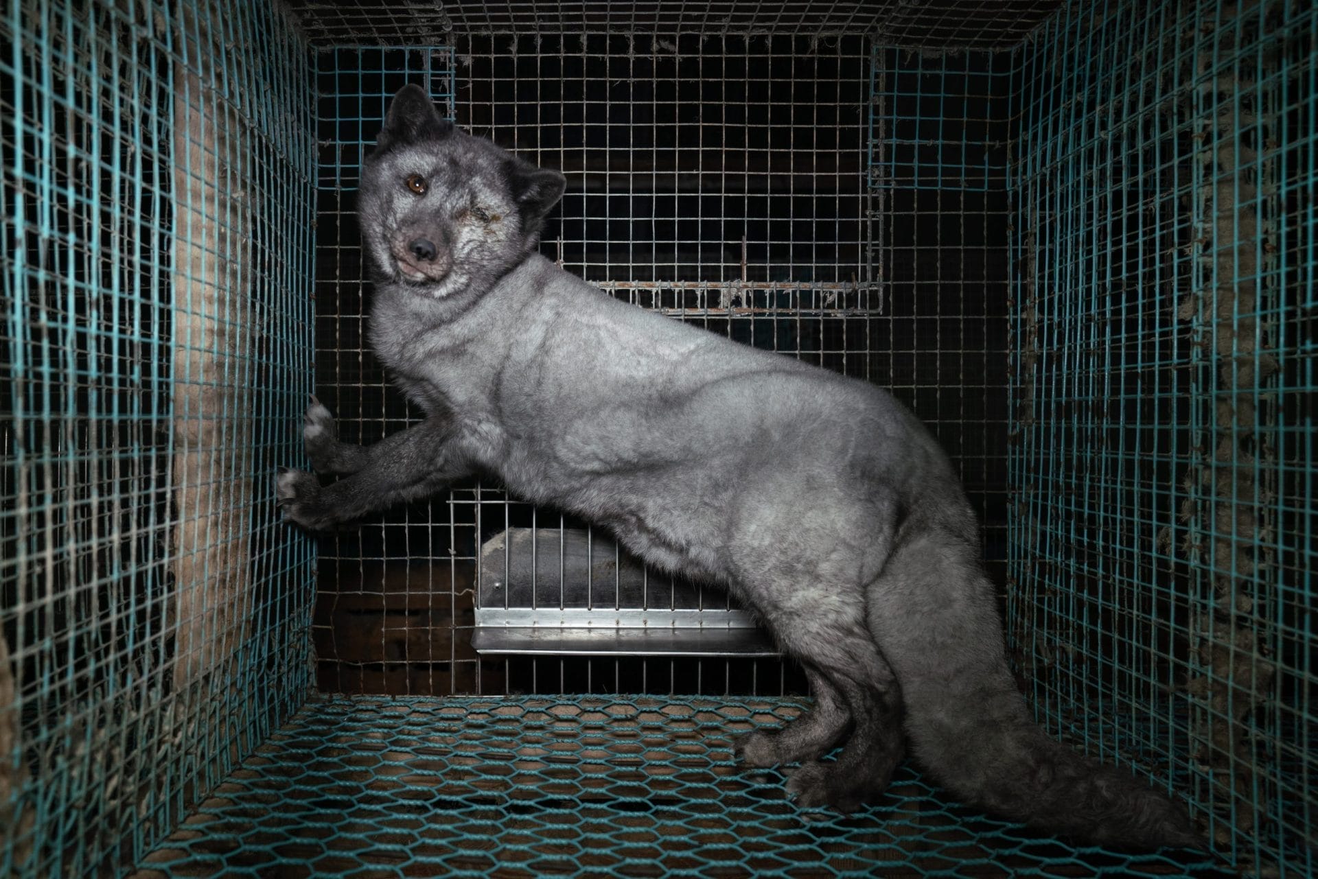 fox fur farm