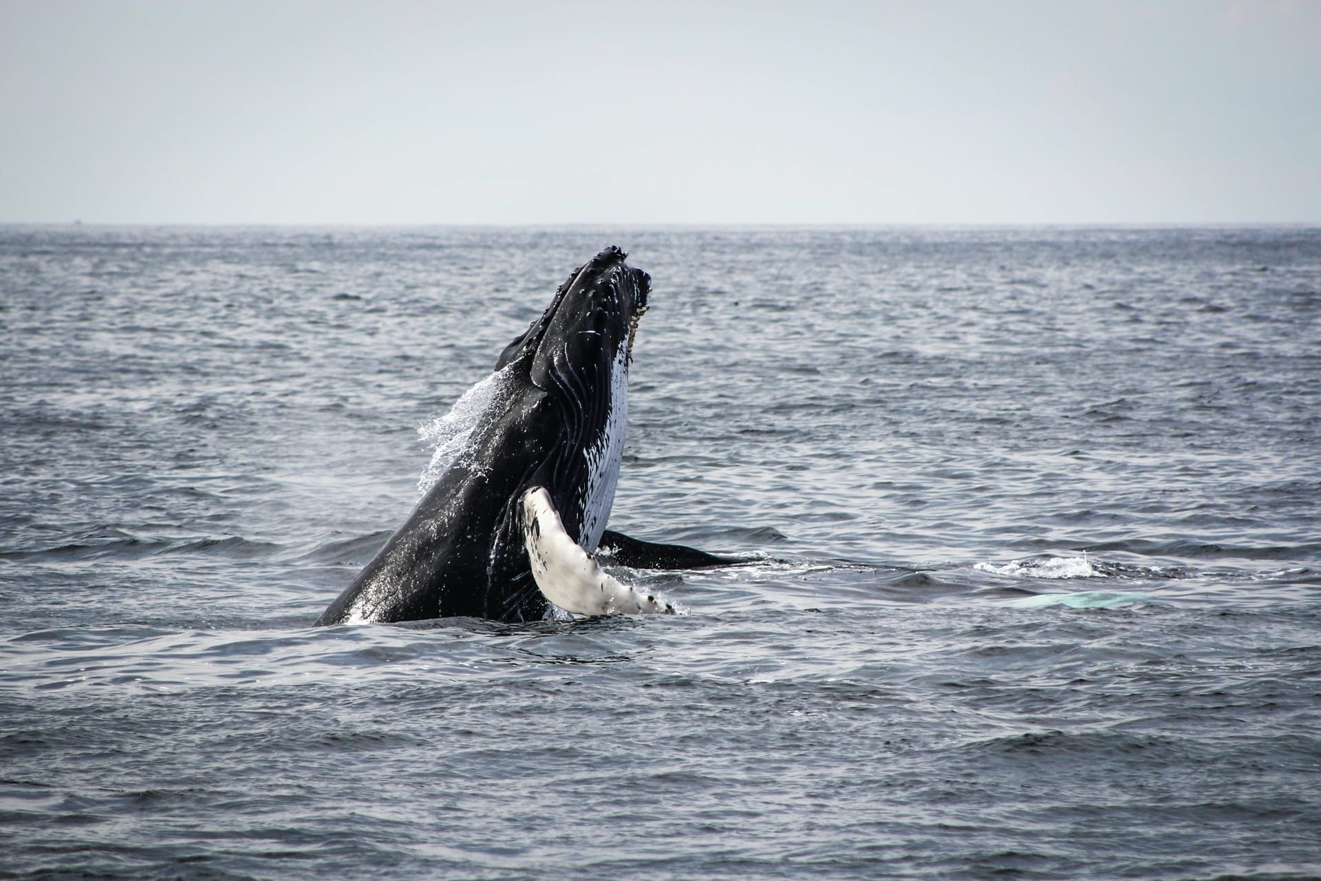 largest whales