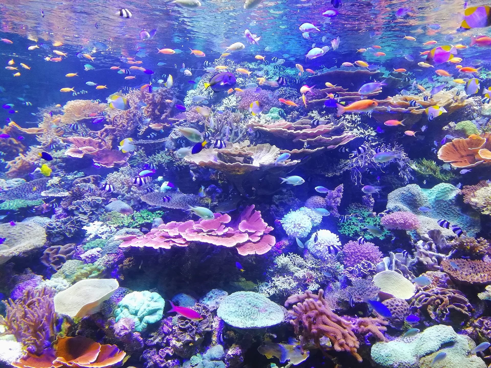exotic fish shop