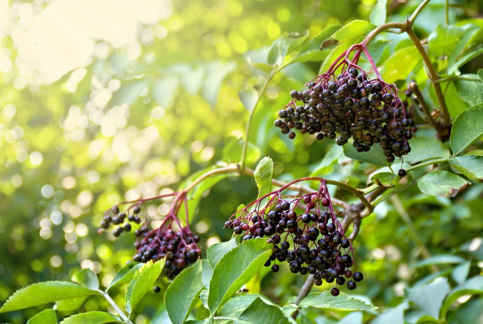 tree berries