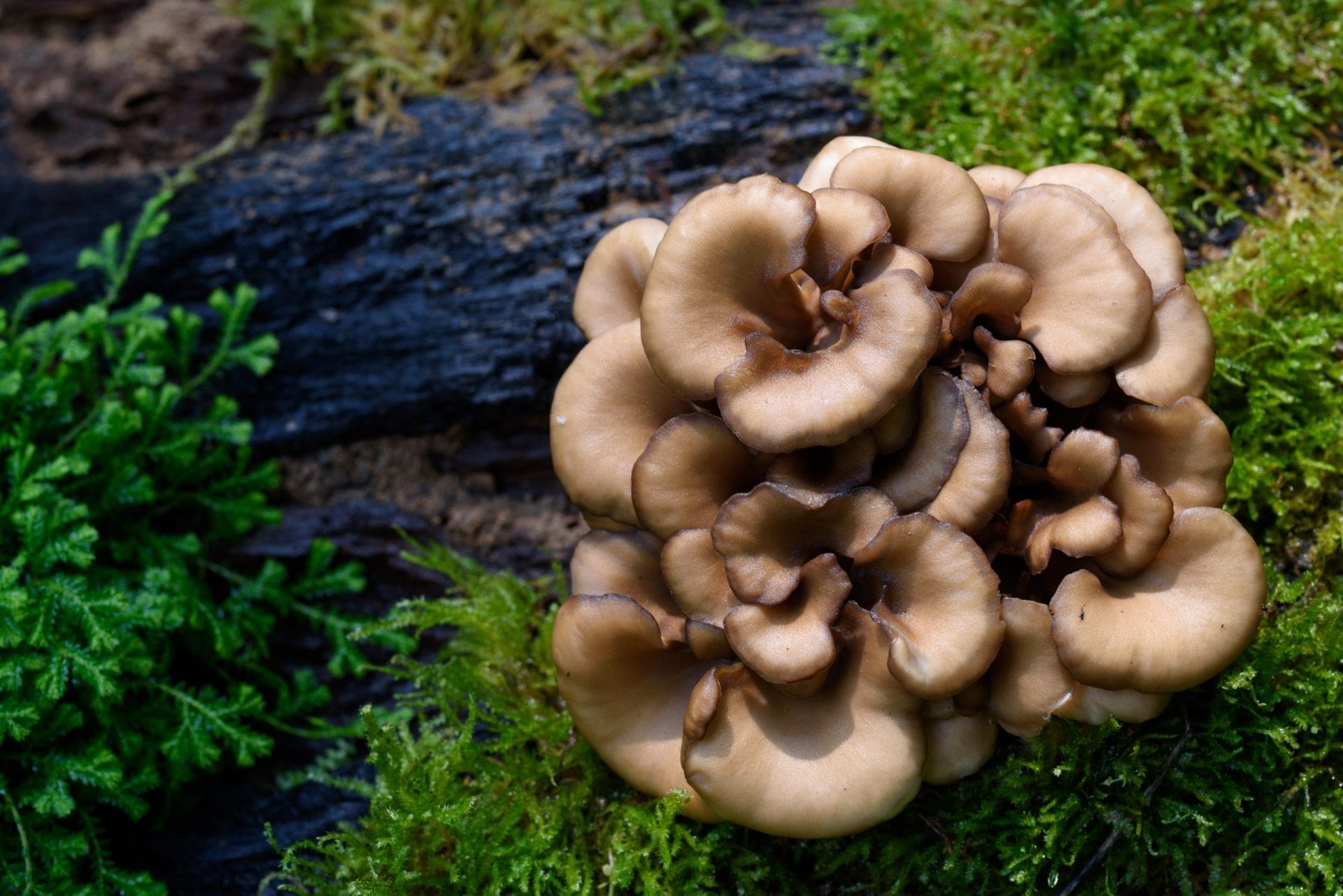 maitake mushroom