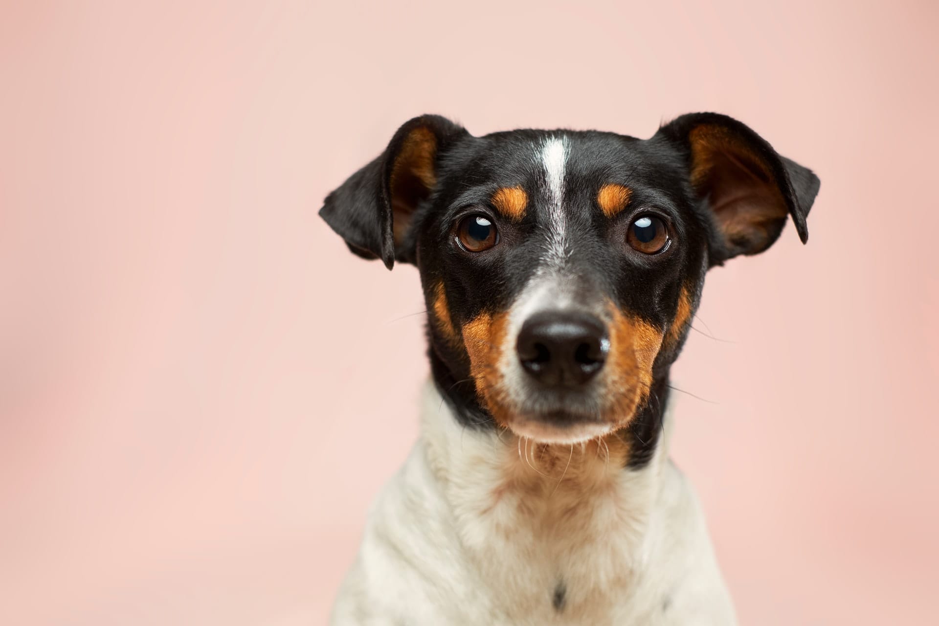 dog's health
