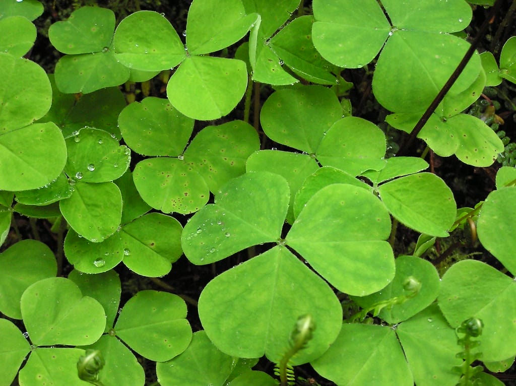 Lake Quinalt forest clover