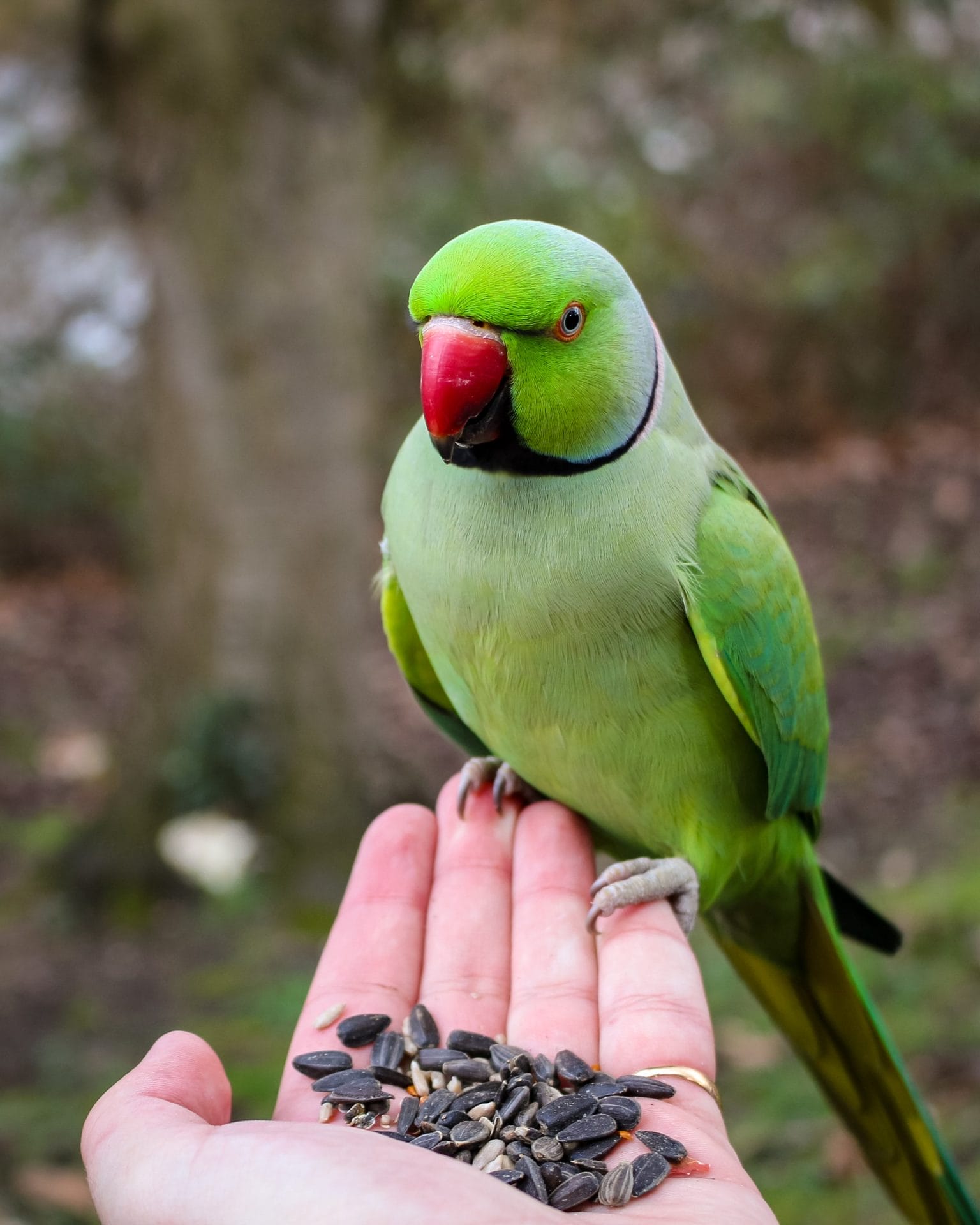 wildlife trade