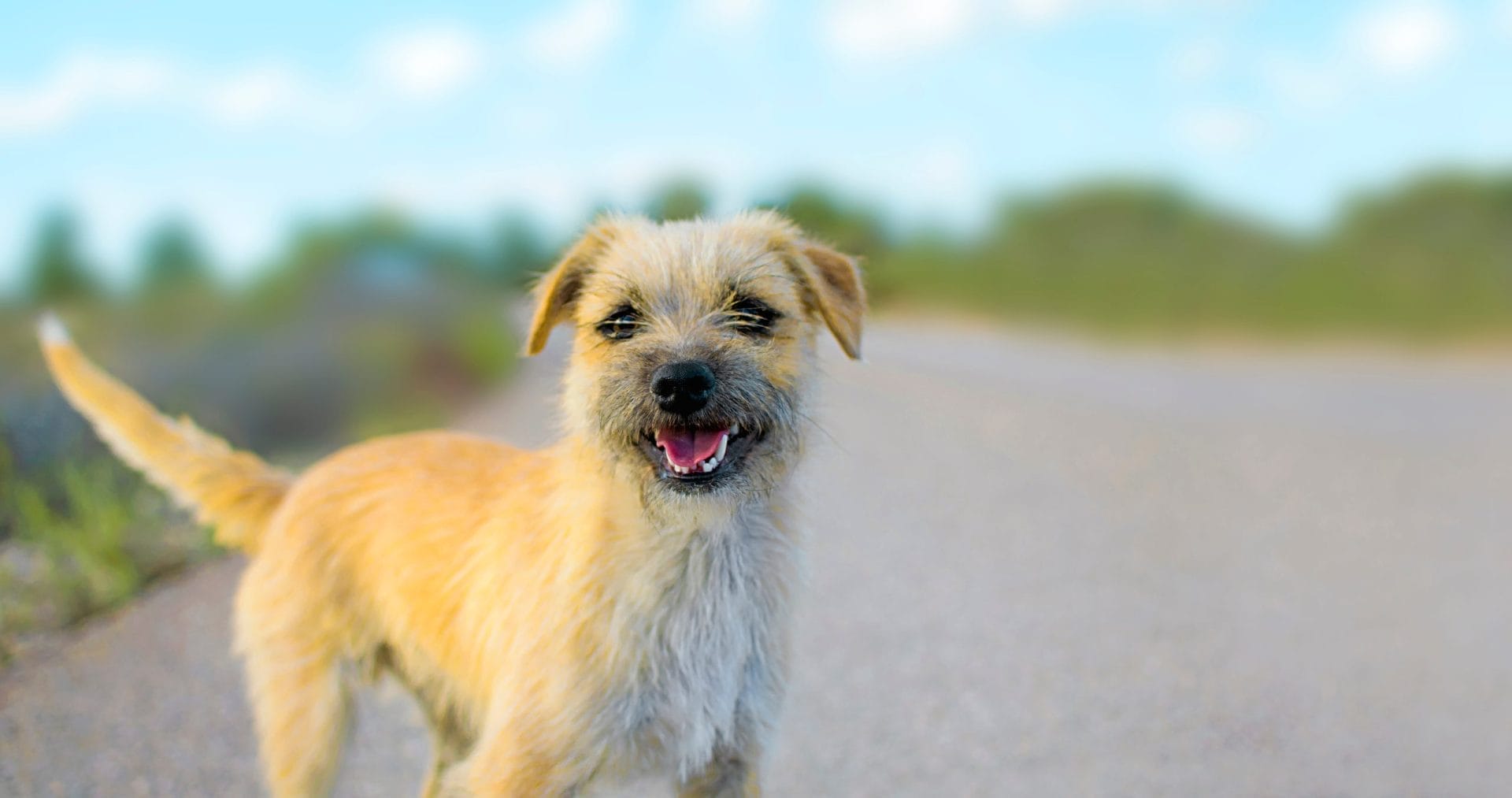 dog