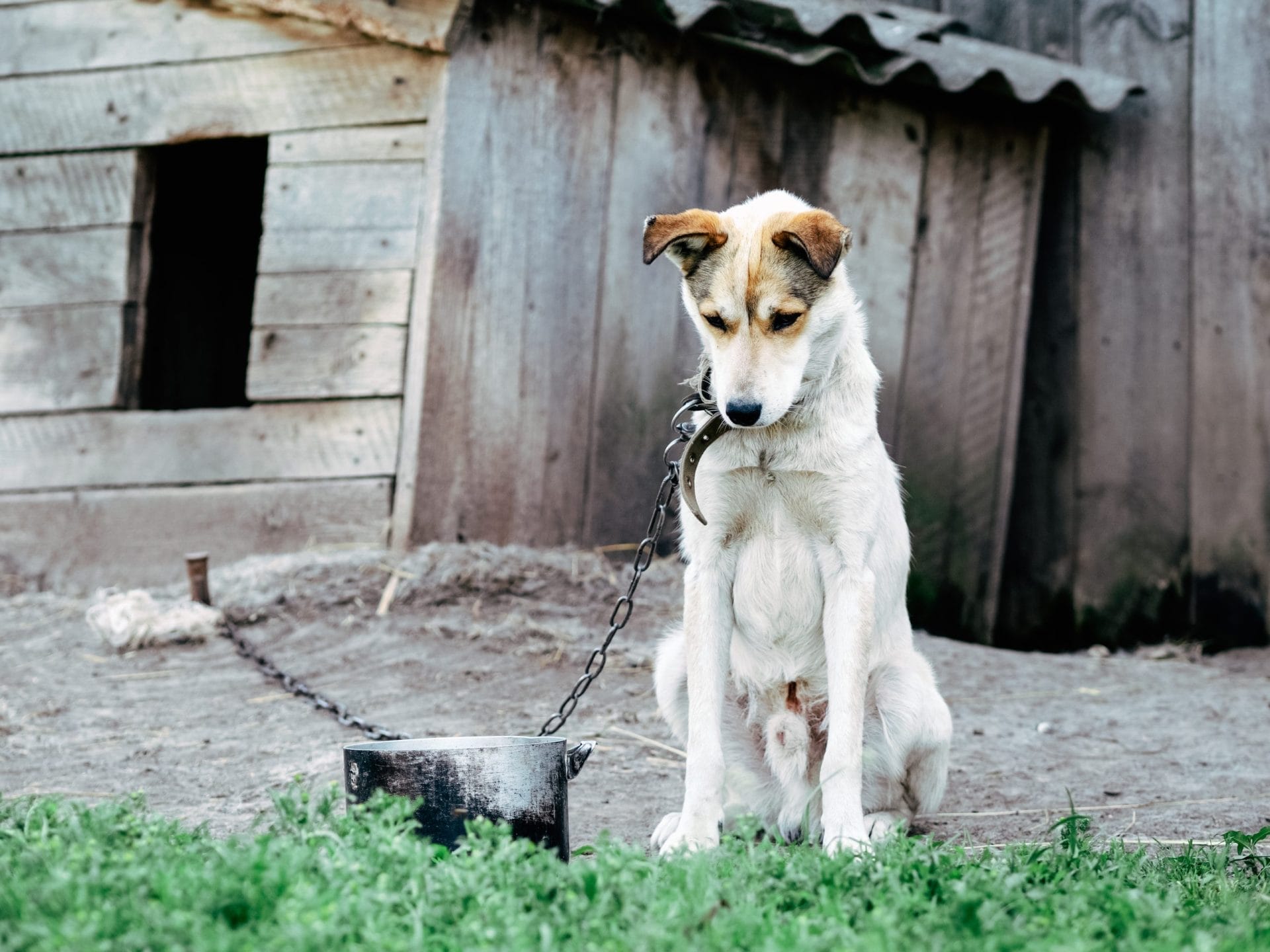 sad chained up dog