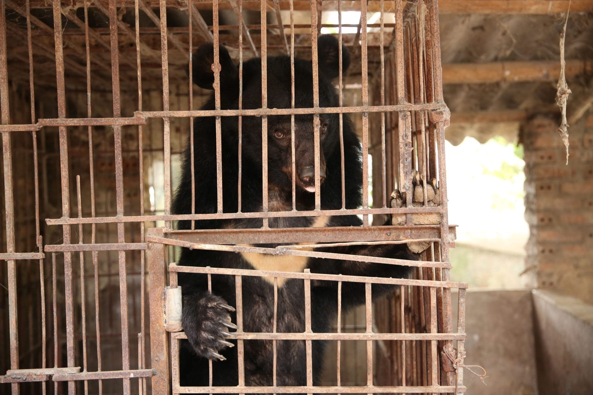 bear in cage