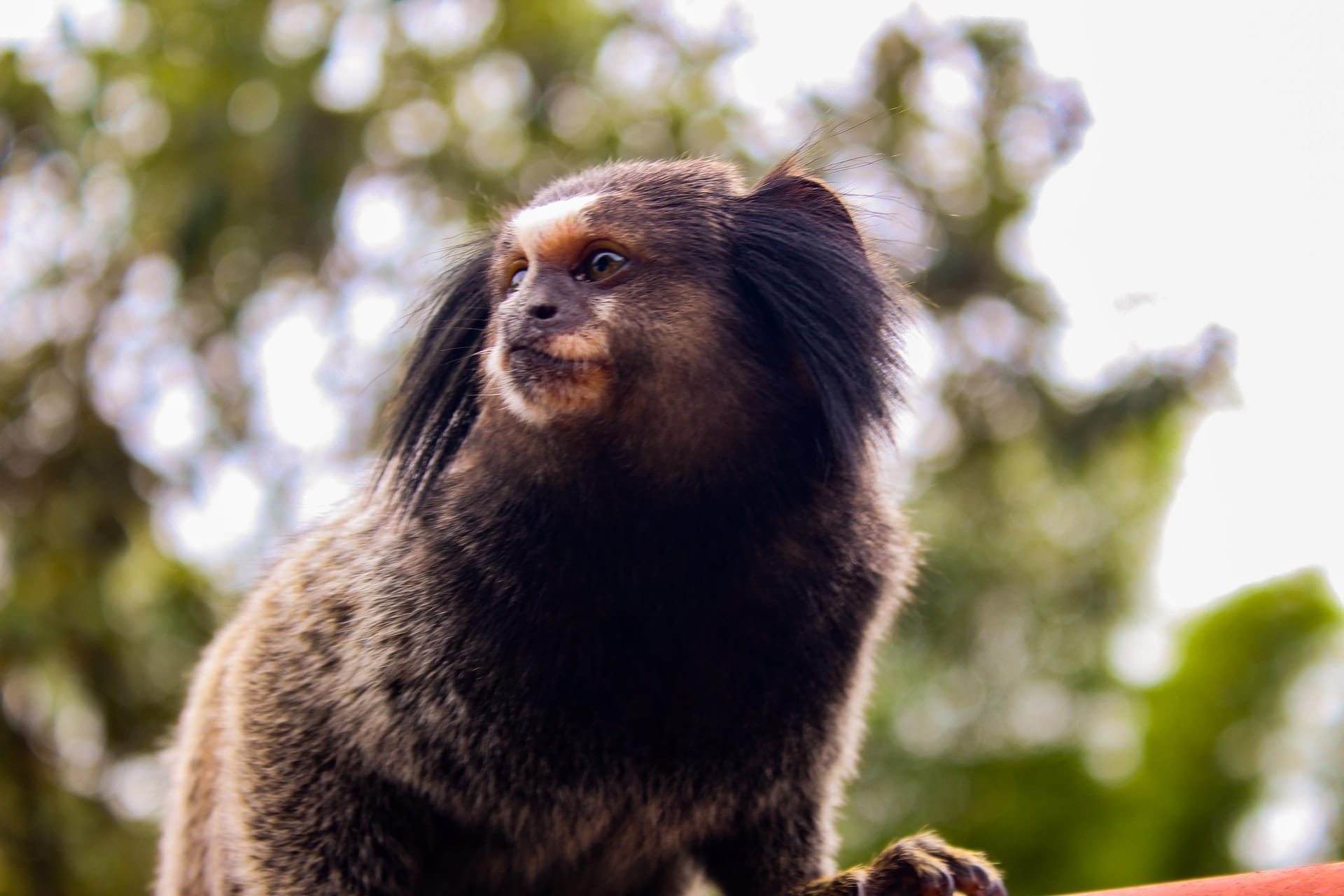 marmoset monkey
