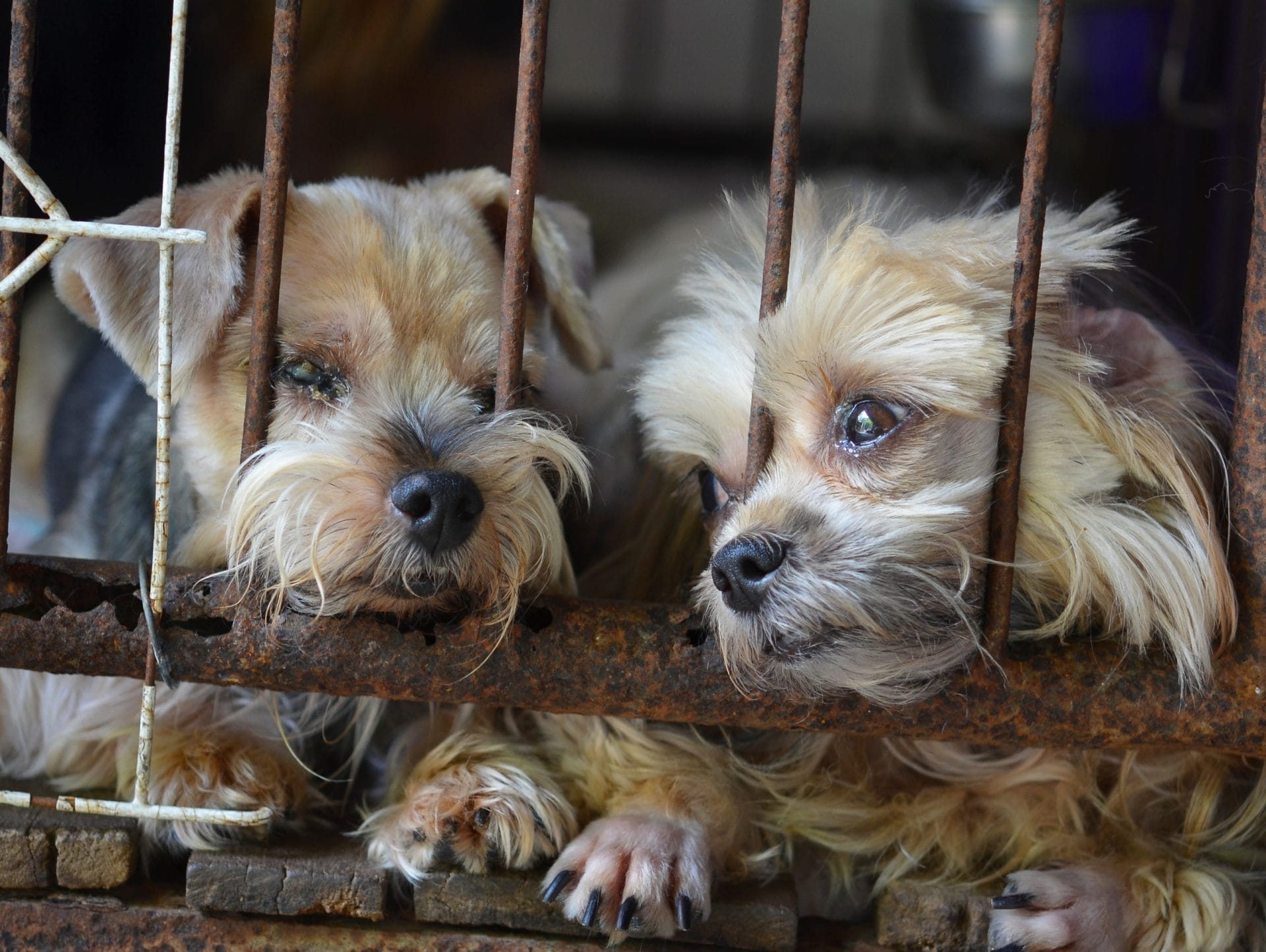 Sad puppies looking through bars of a cage